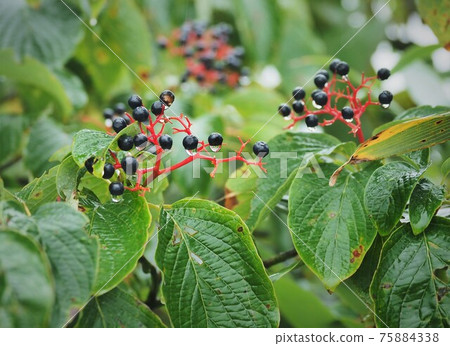 Northern Alps, alpine plants, viburnum furcatum Northern Alps, alpine plants, viburnum furcatum 75884338
