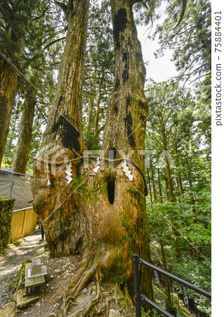 玉木神社,熊之三山的內宮,女友杉 玉木神社,熊之三山的內宮,女友杉 75884401