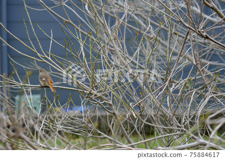 A cute Daurian Redstart female facing sideways A cute Daurian Redstart female facing sideways 75884617