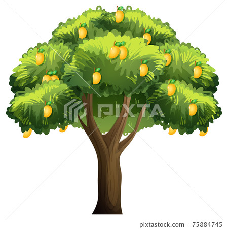Yellow mango tree isolated on white background 75884745