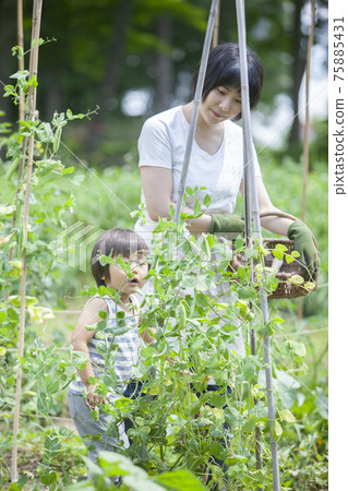 孩子們在夏田裡幫忙收割 75885431