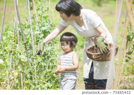 孩子們在夏田裡幫忙收割 75885432