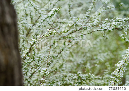 早春清新之花，繡線菊7 75885630