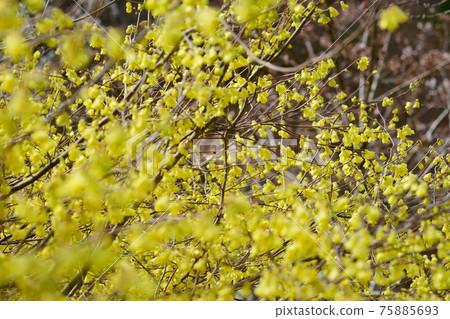 Early spring, full bloom corylopsis pauciflora 75885693