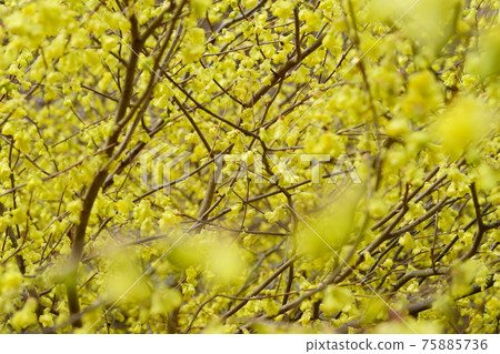 春天的花朵，少花球藻 75885736