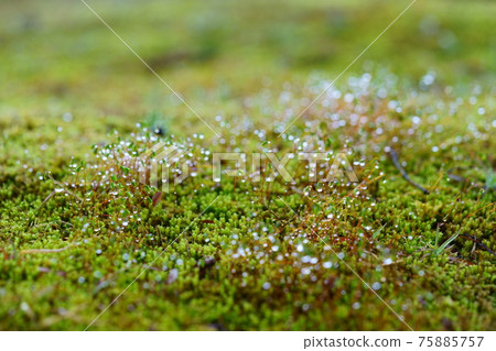 Morning dew water droplets and moss spores Morning dew water droplets and moss spores 75885757