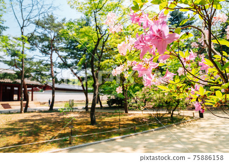 Spring of Jongmyo Shrine in Seoul, Korea Spring of Jongmyo Shrine in Seoul, Korea 75886158