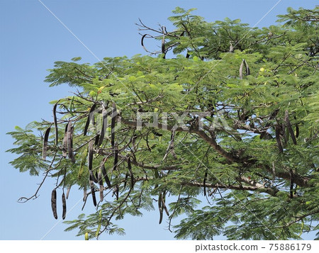 Tanzania legume tree 75886179