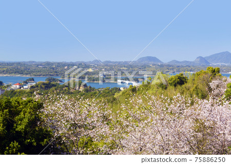 千和山天草五橋櫻 75886250