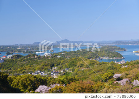 千和山天草五橋櫻 75886306