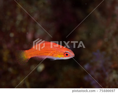 少年 Kujak Bella 75886697