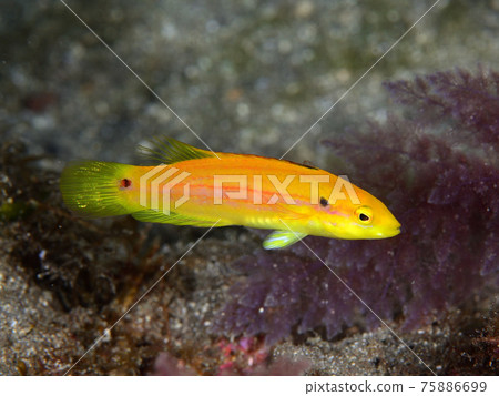 二星狐瀨魚 75886699