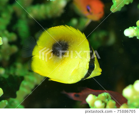 Tonosamadai juvenile 75886705