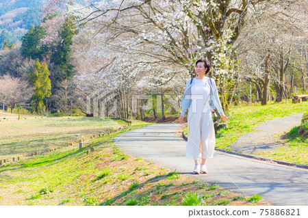 在埼玉縣秩父市羊山公園欣賞春季高原秩父櫻花的女性 在埼玉縣秩父市羊山公園欣賞春季高原秩父櫻花的女性 75886821