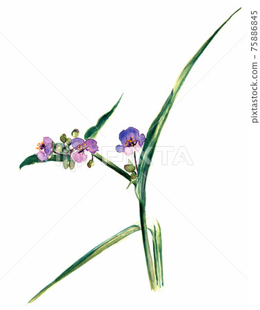 Commelina communis水彩畫 Commelina communis水彩畫 75886845