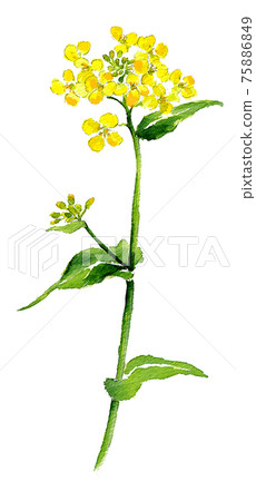 油菜花水彩畫 油菜花水彩畫 75886849