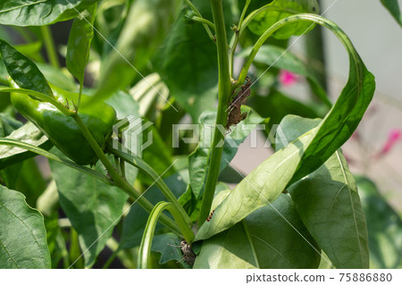 Pest stink bug on vegetables (August) Acanthocoris soybean 75886880