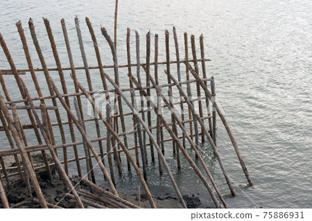 bamboo fence and wall for safety of beach sand bamboo fence and wall for safety of beach sand 75886931