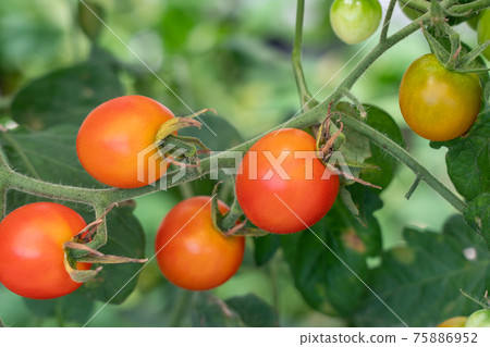 Cherry tomatoes that turn red (August) Home garden 75886952
