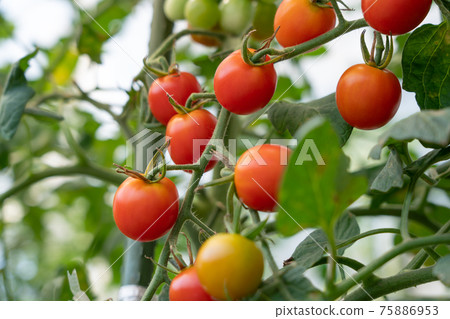 Cherry tomatoes that turn red (August) Home garden 75886953