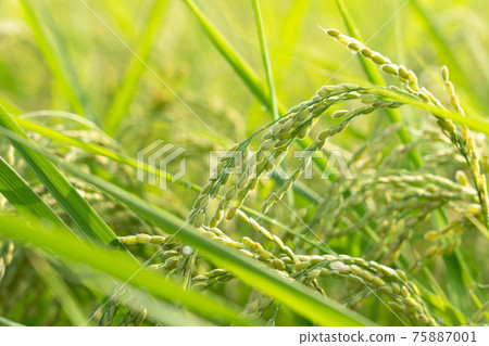 大雨後稻,青稻穗(八月) 大雨後稻,青稻穗(八月) 75887001