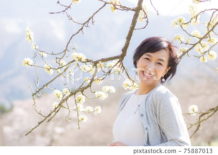 A middle-aged senior woman enjoying the Yoshino cherry tree in Chichibu, Saitama Prefecture 75887013