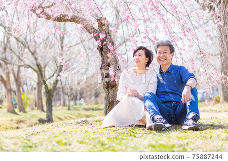Senior couple enjoying Yoshino cherry blossoms in Chichibu, Saitama Prefecture 75887244