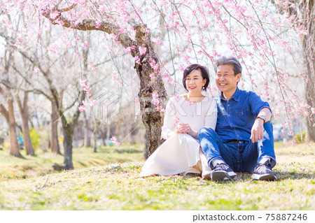 Senior couple enjoying Yoshino cherry blossoms in Chichibu, Saitama Prefecture 75887246