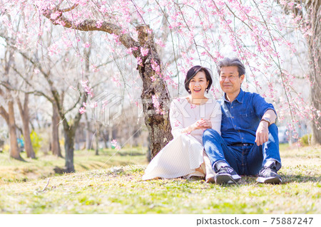Senior couple enjoying Yoshino cherry blossoms in Chichibu, Saitama Prefecture 75887247