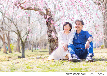 埼玉縣秩父市賞吉野櫻花的老夫妻 75887257