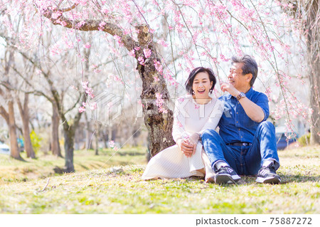 Senior couple enjoying Yoshino cherry blossoms in Chichibu, Saitama Prefecture Senior couple enjoying Yoshino cherry blossoms in Chichibu, Saitama Prefecture 75887272
