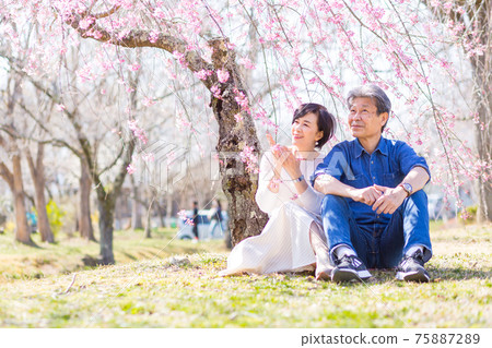 埼玉縣秩父市賞吉野櫻花的老夫妻 75887289
