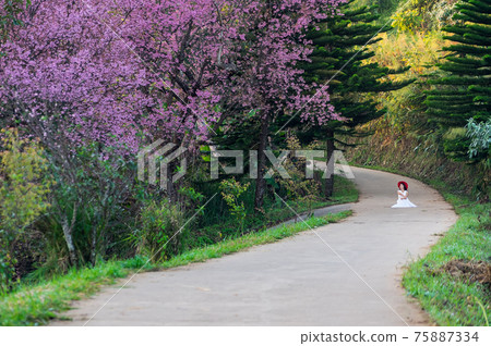 cherry blossoms in full bloom 75887334