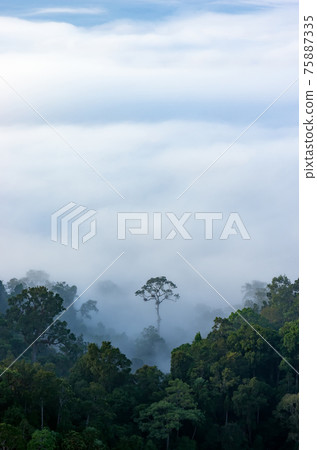 Kaeng Krachan National Park. Kaeng Krachan National Park. 75887335