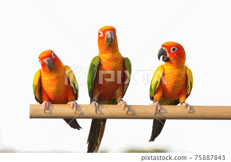 Sun Conure Parrot Sun Conure Parrot 75887843
