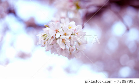 櫻花 75887993