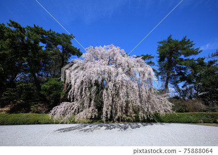 Bloomed cherry tree in full bloom Bloomed cherry tree in full bloom 75888064