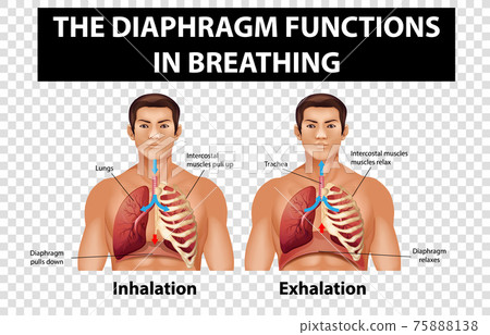 Diagram showing diaphragm functions in... - Stock Illustration ...