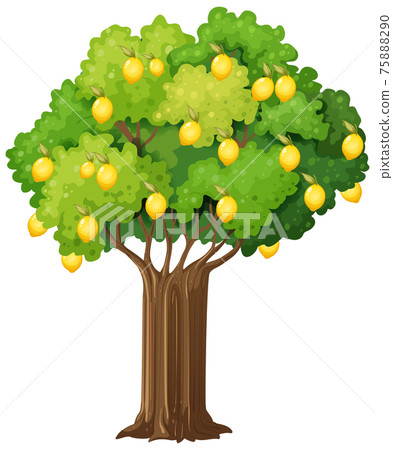 Lemon tree isolated on white background - Stock Illustration [75888290 ...