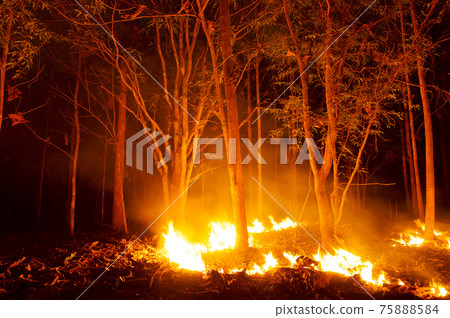Forest fire, Wildfire. Forest fire, Wildfire. 75888584