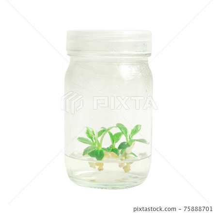 plant tissue culture on white background.white wizard plant tissue culture on white background.white wizard 75888701
