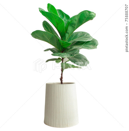 Fiddle leaf fig tree on white background. Fiddle leaf fig tree on white background. 75888707