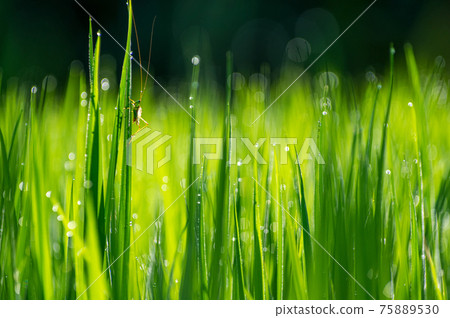 Green grasshopper on leaves of rice. Green grasshopper on leaves of rice. 75889530