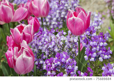 Pink tulips and purple linaria Pink tulips and purple linaria 75889884
