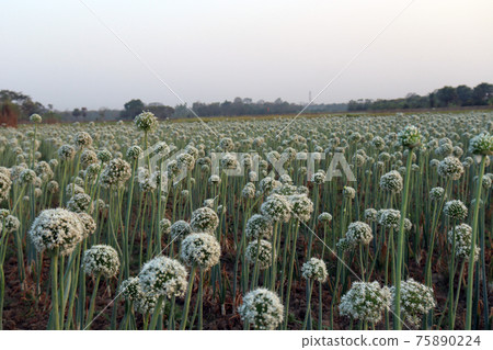 white colored onion flower on firm for harvest 75890224