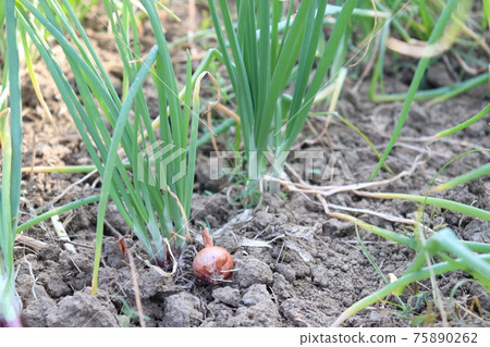 green colored onion leaf on firm for harvest green colored onion leaf on firm for harvest 75890262