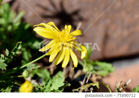 Yellow margaret cosmos flower blooming in Mitaka Nakahara Yellow margaret cosmos flower blooming in Mitaka Nakahara 75890712