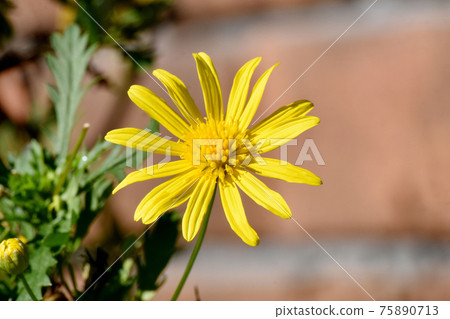 Yellow margaret cosmos flower blooming in Mitaka Nakahara 75890713