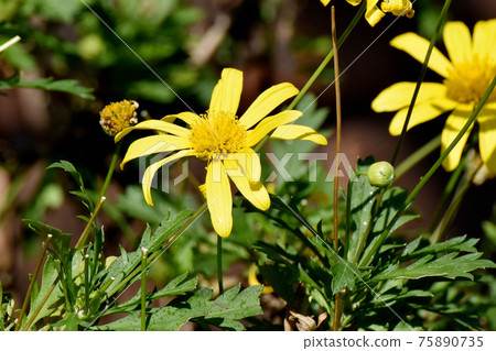 Yellow margaret cosmos flower blooming in Mitaka Nakahara Yellow margaret cosmos flower blooming in Mitaka Nakahara 75890735