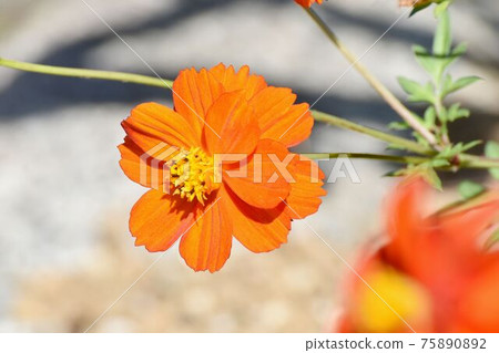 Orange Kibana cosmos flowers blooming in Mitaka Nakahara 75890892